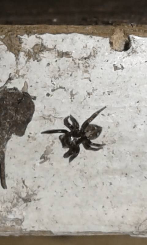 Salticidae : Pseudeuophrys erratica?...Pseudeuophrys cfr. erratica, maschio